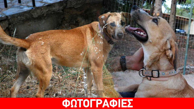 April, η ιδανική σκυλίτσα για σπίτι!