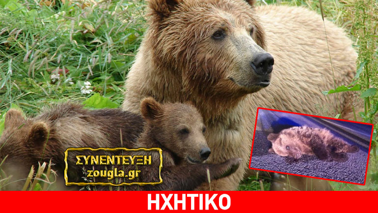 Αρκτούρος: Οι αρκούδες παραμένουν ευάλωτες και χρειάζονται προστασία