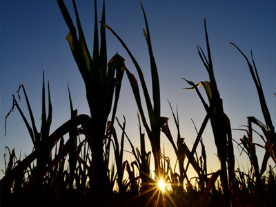 «Ζεστό» κινεζικό χρήμα για το καλαμπόκι της Αργεντινής