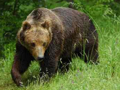 Σε πλήρη εξέλιξη η παρακολούθηση των αρκούδων  στην Καστοριά