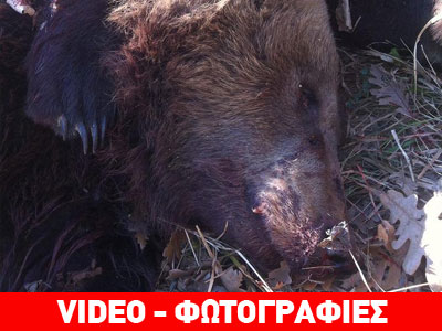 Σοκ: Πυροβόλησαν αρκούδα και το μωρό της στον Γράμμο Σοκ: Πυροβόλησαν αρκούδα και το μωρό της στον Γράμμο