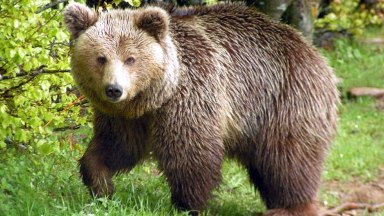 Ξάνθη: Κάδοι… ασφαλείας υπό τον φόβο των αρκούδων