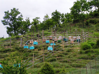 Αρκτούρος: Ηλεκτροφόρες περιφράξεις για αρκούδες-λύκους