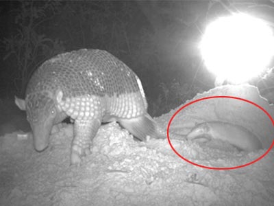 Βραζιλία: Απίστευτη εικόνα με νεογέννητο αρμαντίλλο