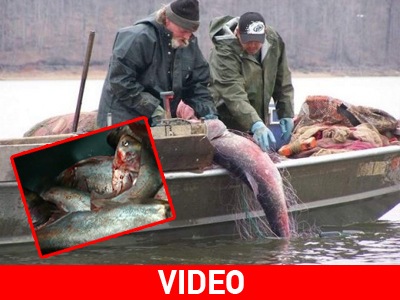 Στο κυνήγι του ασιατικού εισβολέα εκατοντάδες ψαράδες στο Κεντάκι