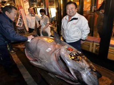 Τόνος από… «χρυσάφι» Τόνος από… «χρυσάφι»