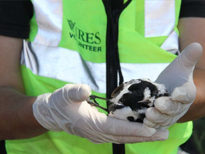 Φυτοφάρμακα σκόρπισαν τον θάνατο στην Αυστραλία