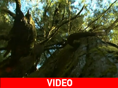 Σε κίνδυνο το δάσος της «Πανδώρας»