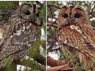 Γίνονται καφέ από την μόλυνση