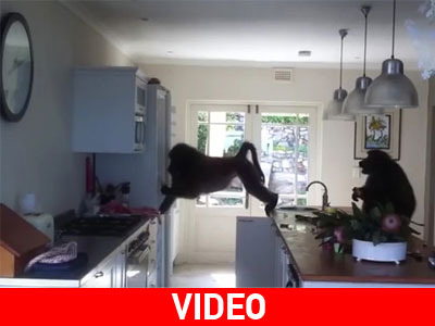 Το σπίτι γέμισε… μπαμπουΐνους!