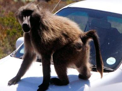 Αίσιο τέλος για…σκανδαλιάρη μπαμπουίνο