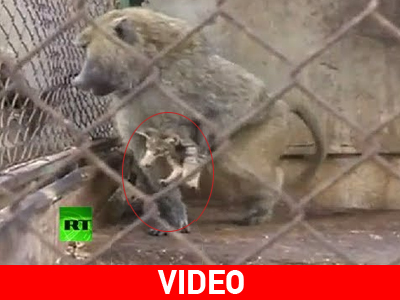 Ισραήλ: Μπαμπουίνος υιοθέτησε γατάκι Ισραήλ: Μπαμπουίνος υιοθέτησε γατάκι