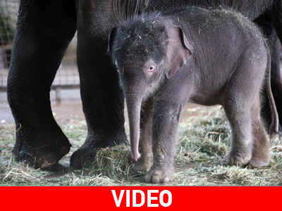 Γεννητούρια στον Ζωολογικό Κήπο του Βερολίνου