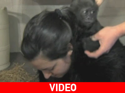 Η.Π.Α.: Ανθρώπινη φροντίδα για μικρό γορίλα