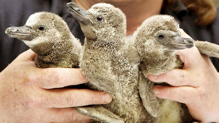 Έκλεψαν νεογέννητους πιγκουίνους από ενυδρείο στη Νορβηγία