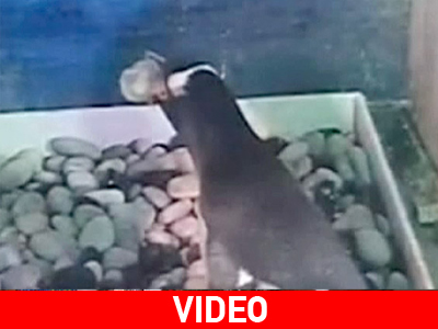 Σοκαριστικό βίντεο: Πιγκουίνος τρώει το μωρό του!