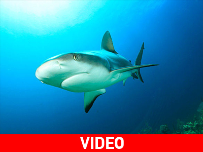 Ονδούρα: «Κόκκινο» στην αλιεία καρχαρία