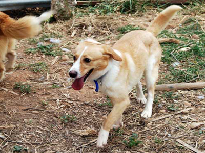 Χαρίζεται ο Banzi