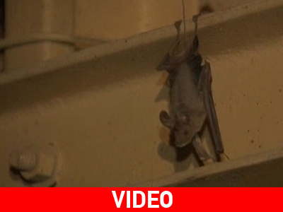 «Έπιασαν»… νυχτερίδες!