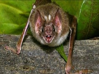 Πέθανε από δάγκωμα λυσσασμένης νυχτερίδας Πέθανε από δάγκωμα λυσσασμένης νυχτερίδας
