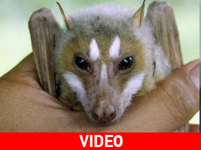 Γέμισε νυχτερίδες ιερό στις Φιλιππίνες