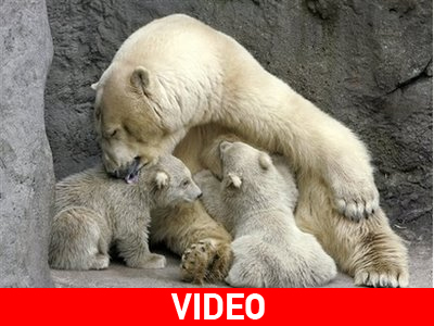 Νέα μέλη στον ζωολογικό κήπο της Μόσχας