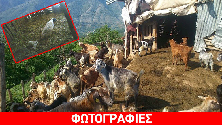 Αρκούδα κατασπάραξε πρόβατα στην ορεινή Ξάνθη