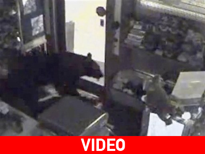 Η.Π.Α.: Αρκούδα… επισκέφτηκε ζαχαροπλαστείο