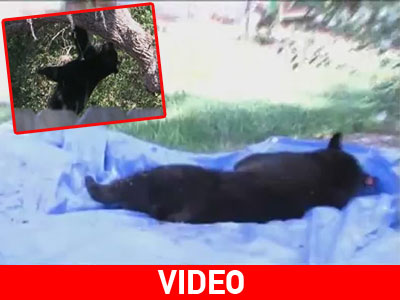 Η.Π.Α.: Μια αρκούδα πάνω σε δέντρο