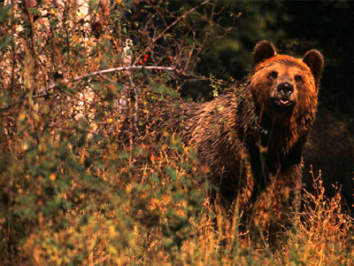 Μια αρκούδα με το μικρό της εμφανίστηκαν στα ορεινά της Βέροιας