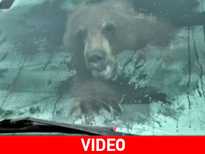 Η.Π.Α.: Βρήκε… αρκούδα μέσα στο αμάξι!