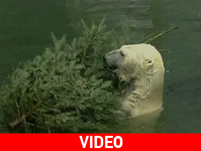 Χριστουγεννιάτικη έκπληξη για άγρια ζώα στην Κολωνία