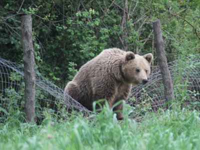 Επιχείρηση για την απομάκρυνση αρκούδας στην Καστοριά