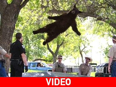 Την… άραξε στο δέντρο!