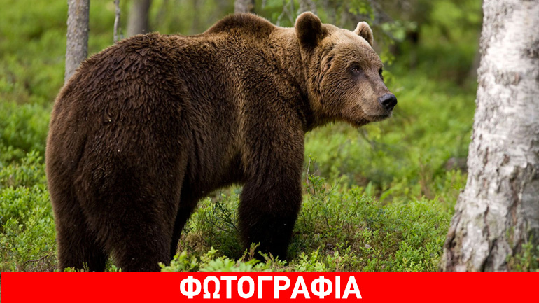 Νεκρή αρκούδα σε τροχαίο στην Καστοριά