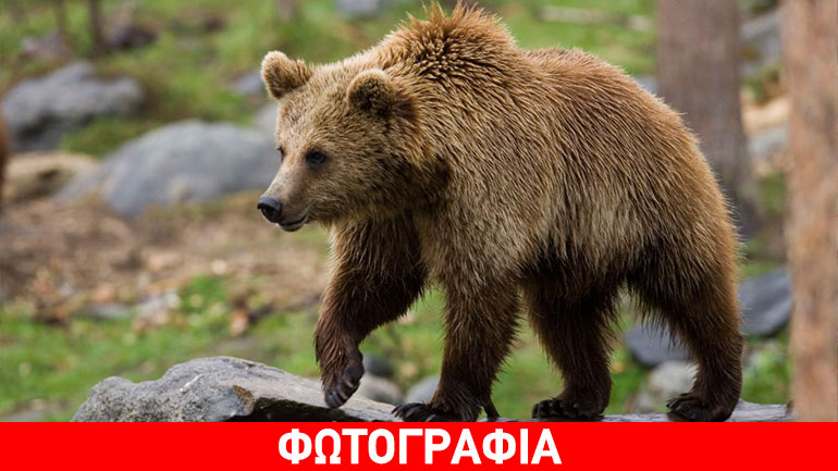 Κοζάνη: Αρκούδα κάνει τη βόλτα της ανάμεσα στα σπίτια