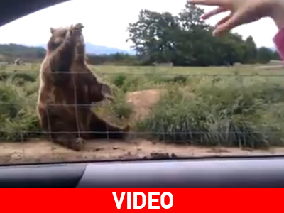 Ο ευγενικός αρκούδος