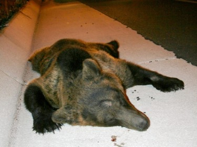 Στις 11 ο αριθμός των νεκρών αρκούδων στην Εγνατία Οδό το 2012