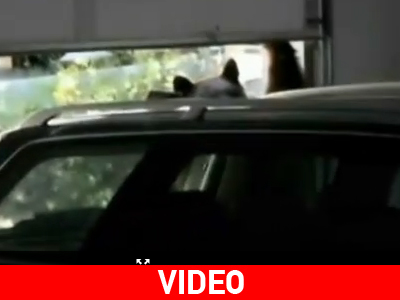 Η.Π.Α.: Αρκούδα ανοίγει γκαραζόπορτα για να σώσει το μικρό της