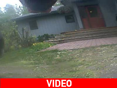 Αλάσκα: To 24ωρο μιας μαύρης αρκούδας