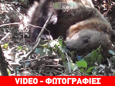 Επιτυχημένος απεγκλωβισμός αρκούδας στα Ιωάννινα