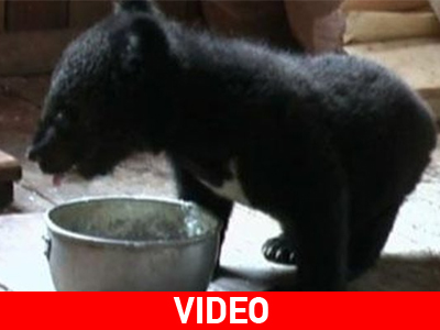 Ρωσία: Ορφανά αρκουδάκια εντοπίστηκαν σε δάσος