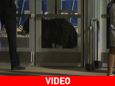 Η.Π.Α.: Και οι αρκούδες πάνε για… ψώνια