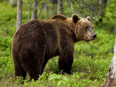 Ιωάννινα: Επιχείρηση απεγκλωβισμού αρκούδας που πιάστηκε σε παγίδα