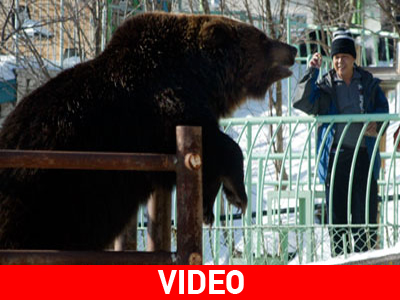 Θανάσιμη επίθεση από αρκούδες στην Ιαπωνία