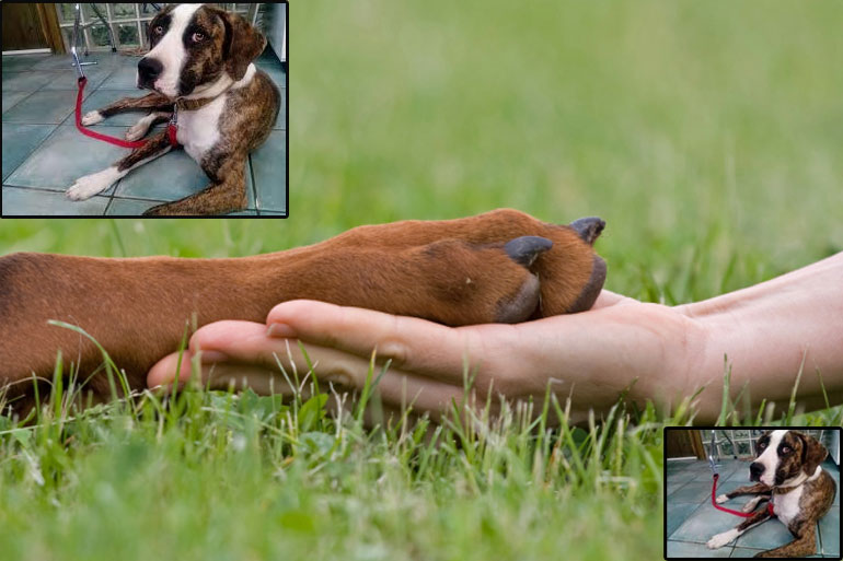 Η Μπέμπα δεν ζει πια…