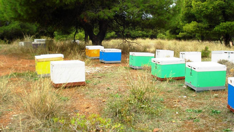 Είχαν ρημάξει τις κυψέλες σε Χαλκιδική και Πέλλα