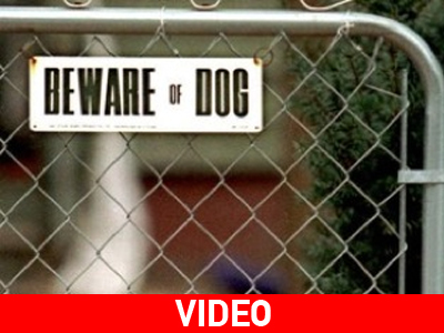 Πίτμπουλ σκορπά τον τρόμο στη Νέα Υόρκη