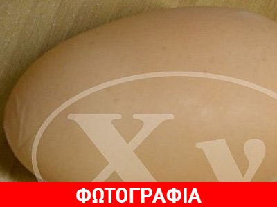 Αβγό… γίγας σε κοτέτσι!