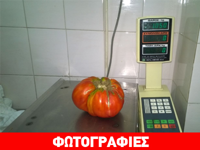 Ντομάτα… γίγας και στο Βελβεντό Κοζάνης